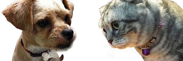 FulgorPet-Dog-And-Cat-Pet-Tag-Pet-Charm